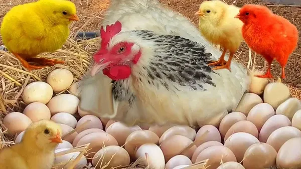 أسعار الدواجن والبيض اليوم.png أسعار الدواجن والبيض اليوم