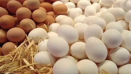 أسعار الدواجن والبيض اليوم.jpg أسعار الدواجن والبيض اليوم