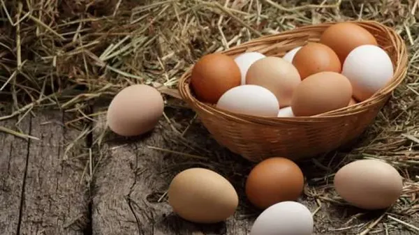 أسعار الدواجن والبيض اليوم.png أسعار الدواجن والبيض اليوم