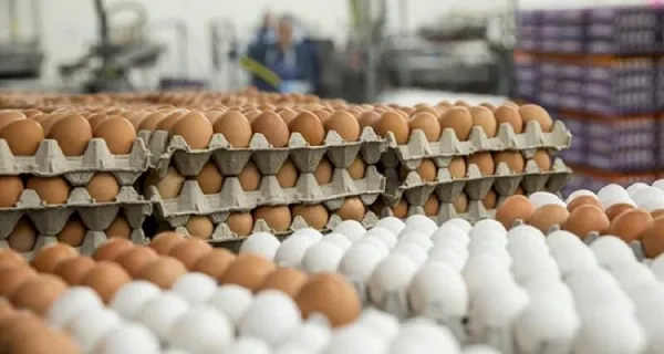 أسعار الدواجن والبيض اليوم .png أسعار الدواجن والبيض اليوم