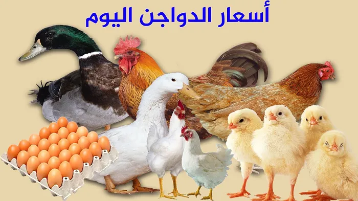 أسعار الدواجن والبيض اليوم.png أسعار الدواجن والبيض اليوم